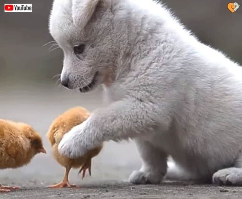 puppynchicks2_640