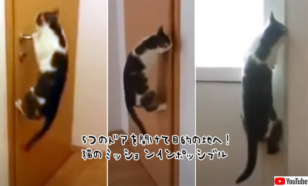 ドア開け名人の猫