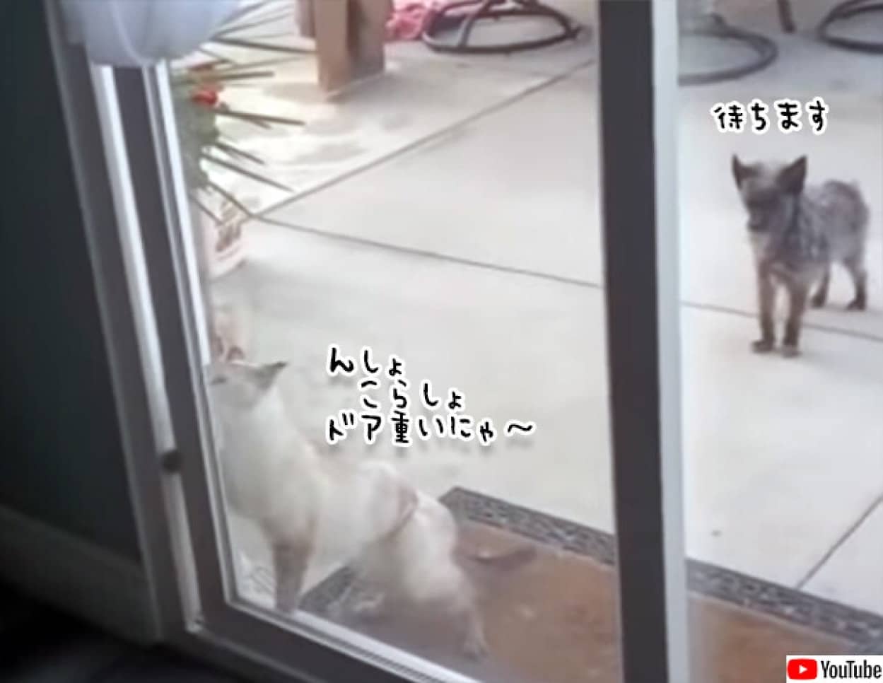 大きな窓を必死で開ける猫 ひたすら待つ犬 カラパイア