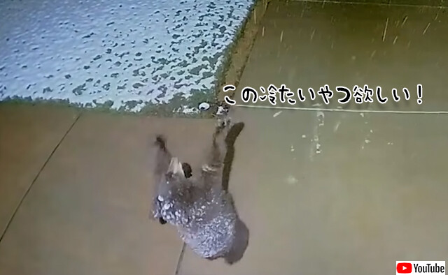 キャッチしてやんよ！雪を手で捕まえようとする子熊の仕草がかわいいダンス