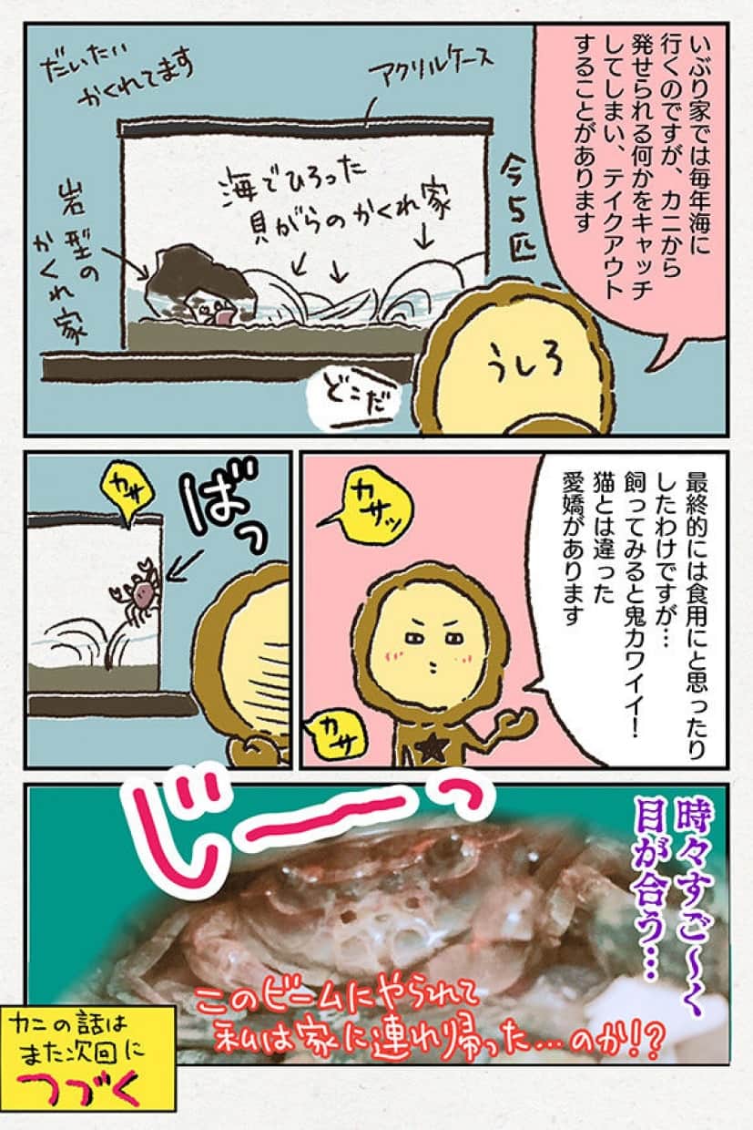 アレな生態系日常漫画 いぶかればいぶかろう 第5回 食べて良し して良しなカニの真実 カラパイア アレな生態系日常漫画 いぶかればいぶかろう 第5回 食べて良し して良しなカニの真実 カラパイア