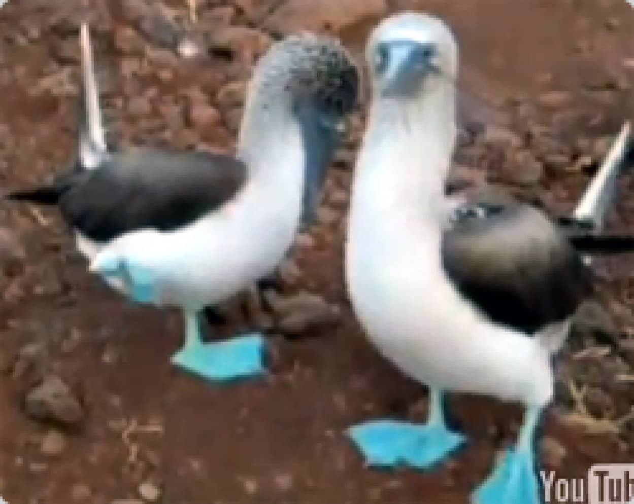 萌える鳥たちの求愛ダンス映像15連発 カラパイア