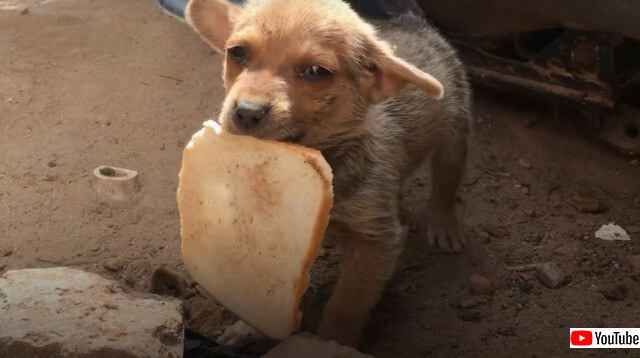 助けてくれた人に自分のパンを差し出す子犬