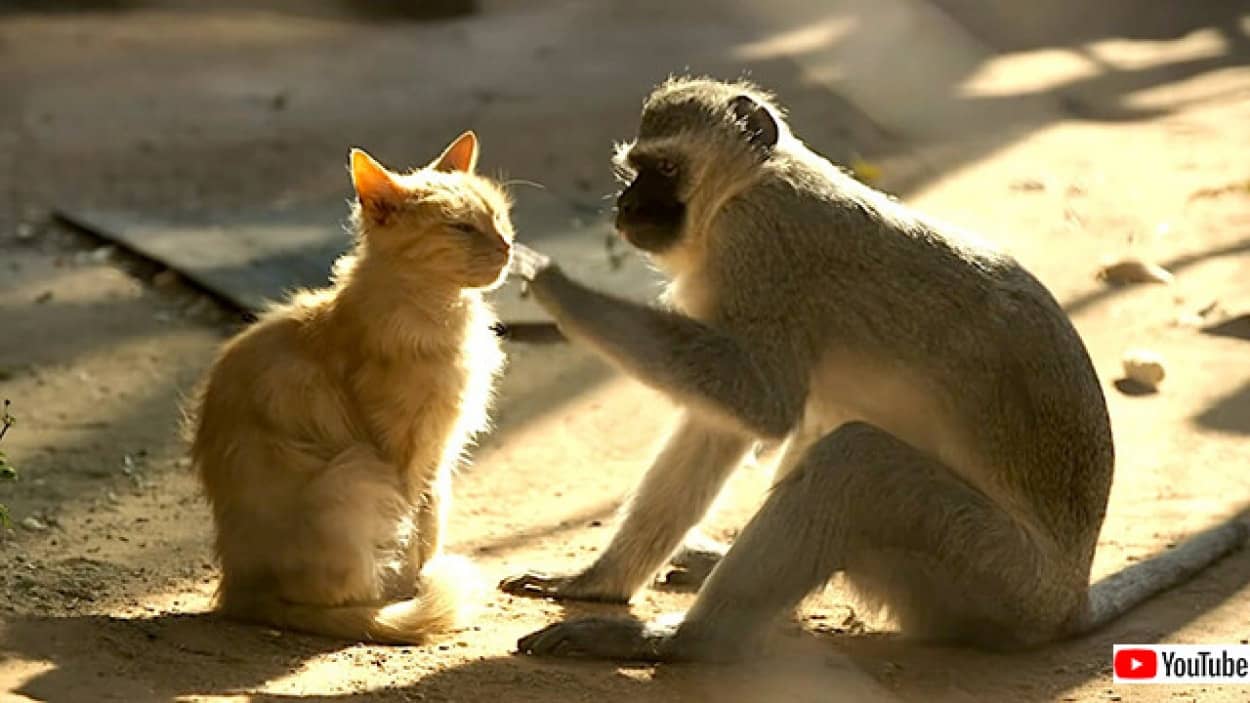 猿と野良猫のやさしい共生関係