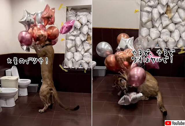 激しいぞ！ピューマさん、風船遊びは全部割るまでが遊びです