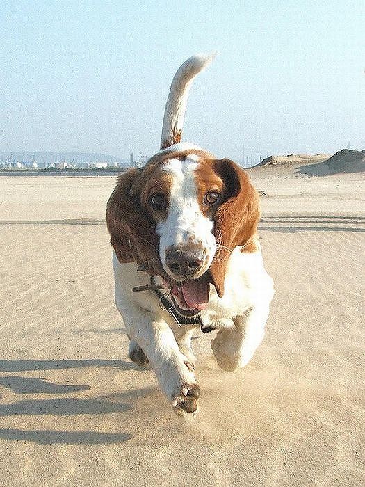 running_basset_hounds_09