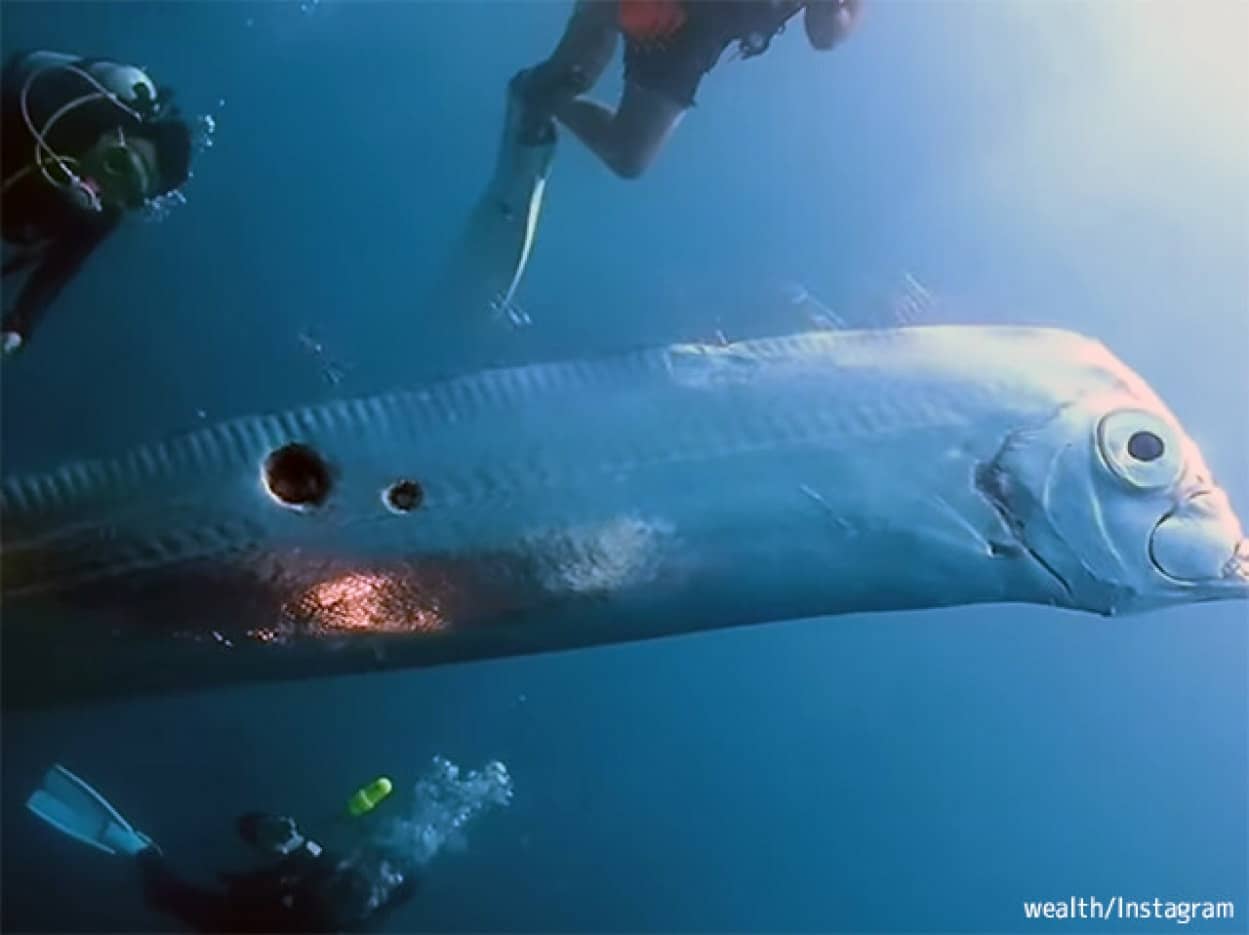 サメに襲われ体に穴のあいたリュウグウノツカイらしき魚を目撃したダイバー