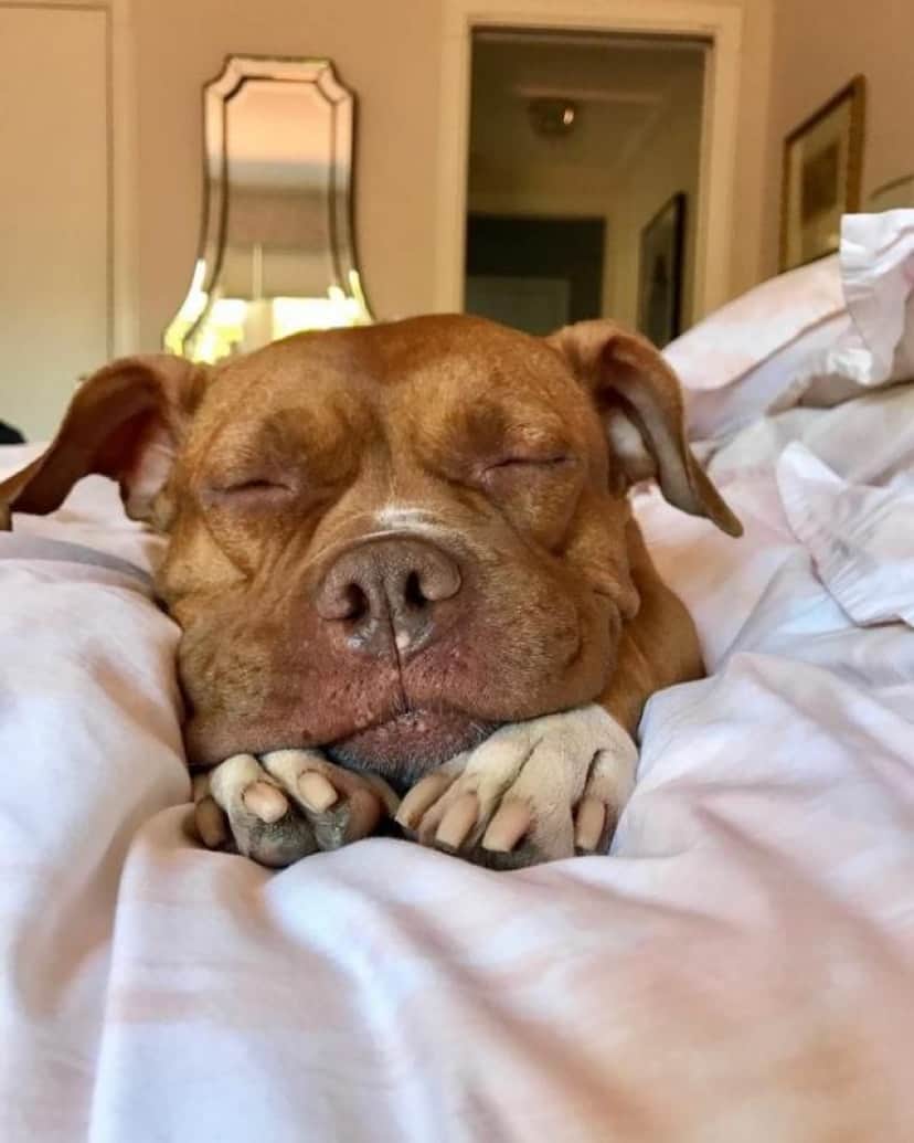8年間ずっとコンクリートの床の上で暮らしてきた元保護犬のローラさん すっかりふかふかベッド好きに カラパイア 8年間ずっとコンクリートの床の上で暮らしてきた元保護犬のローラさん すっかりふかふかベッド好きに カラパイア