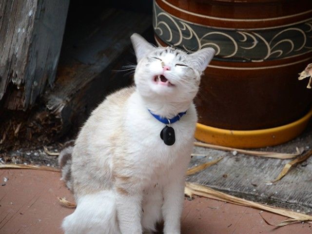 sneeze12_e