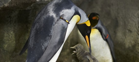 世界初 ゲイのペンギンカップル 卵を温め孵化させることに成功 デンマーク カラパイア 世界初 ゲイのペンギンカップル 卵を温め孵化させることに成功 デンマーク カラパイア