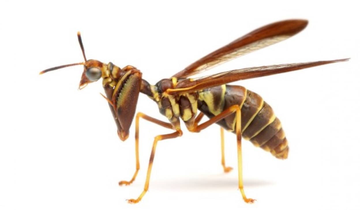 カマキリ スズメバチで昆虫最強伝説を築き上げるキメラちっくな昆虫 カマキリモドキ カラパイア