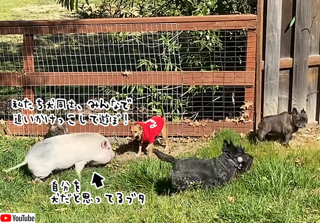 自分を犬だと思い込んでいる子ブタ、追いかけっこしようとするも猪突猛進すぎて犬タジタジ
