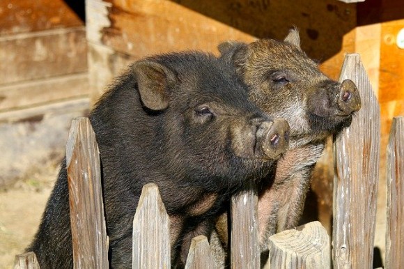 potbelly-pigs-2872531_640_e