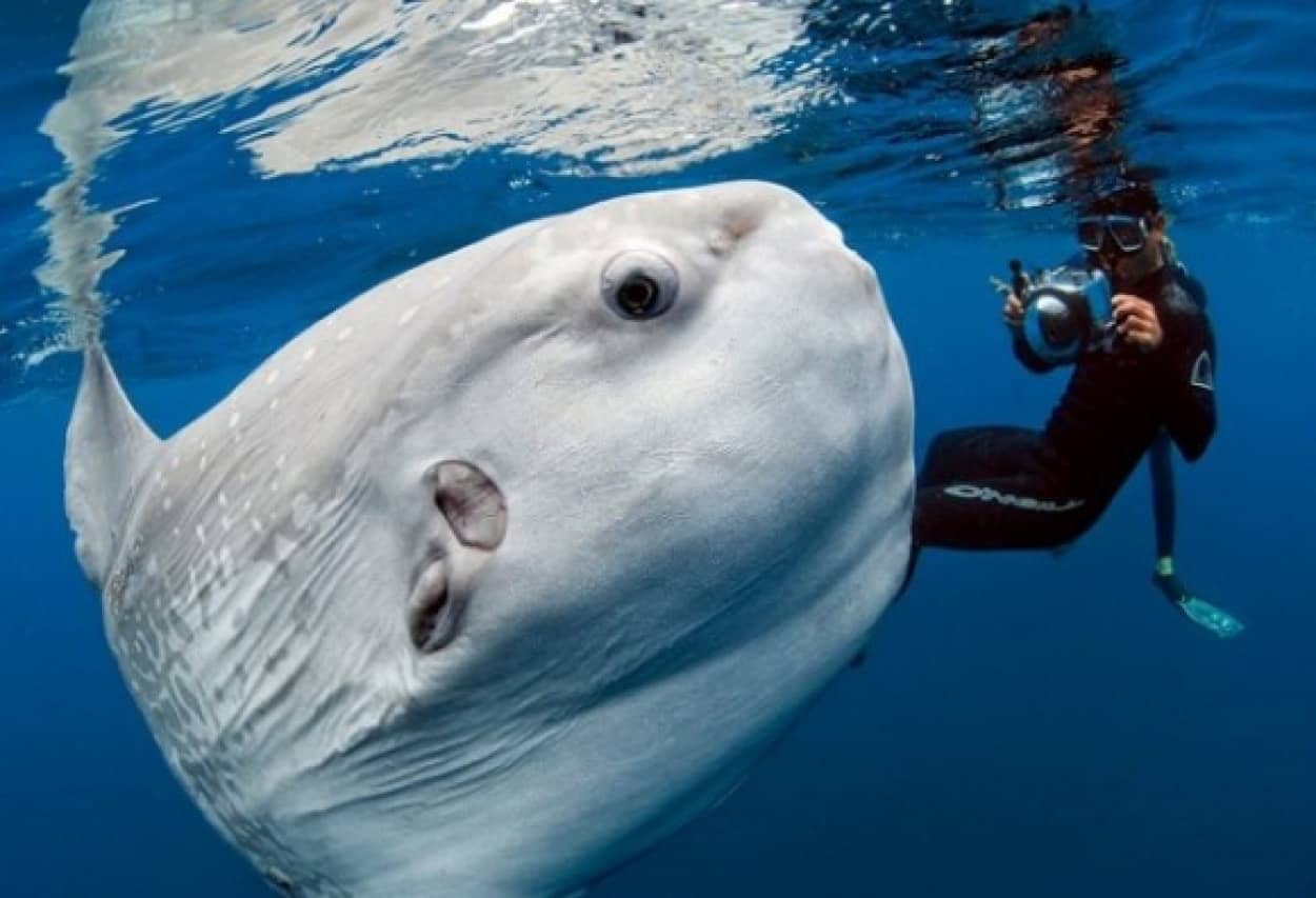 マンボウって人なつこい 水面近くにお散歩しに来たマンボウが あそぼ あそぼ とダイバーに近づいてきた カラパイア