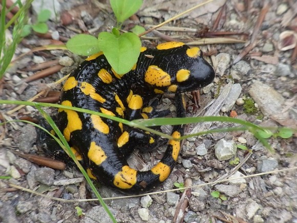 人間の関節の一部にサンショウウオのような再生能力が備わっていることが明らかに（米研究）