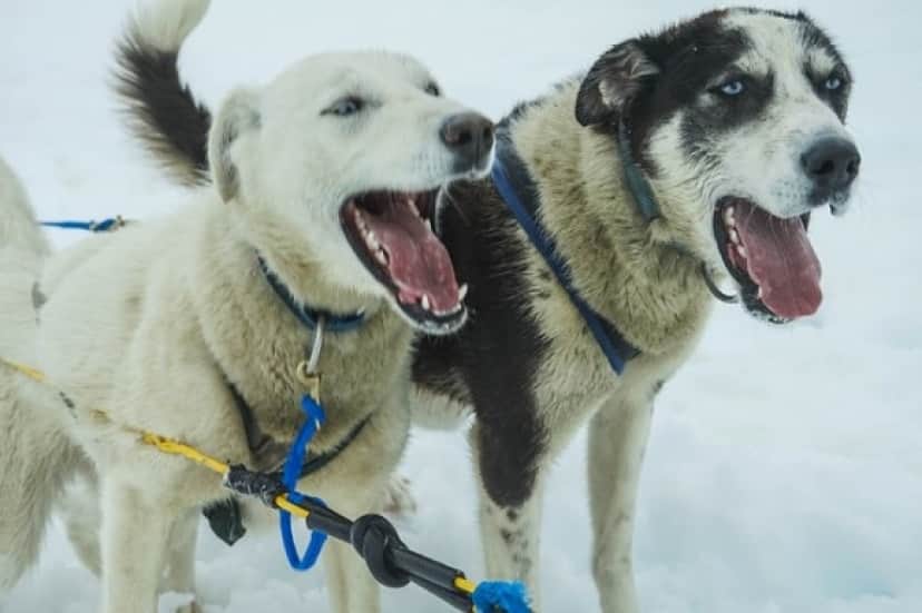 sled-dogs-363718_640_e