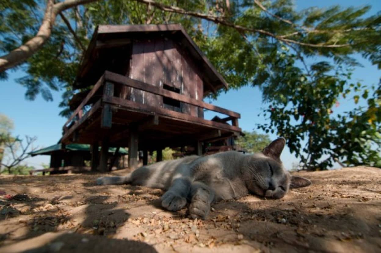 猫好きが世界一周するとしたら 一度は行きたい世界12の猫スポット カラパイア 猫好きが世界一周するとしたら 一度は行きたい世界12の猫スポット カラパイア