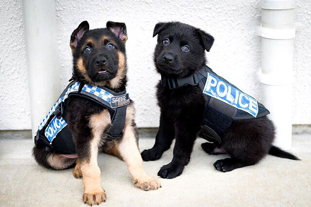警察犬の教育は早期から。子犬のうちから訓練を積むかわいい候補生たち