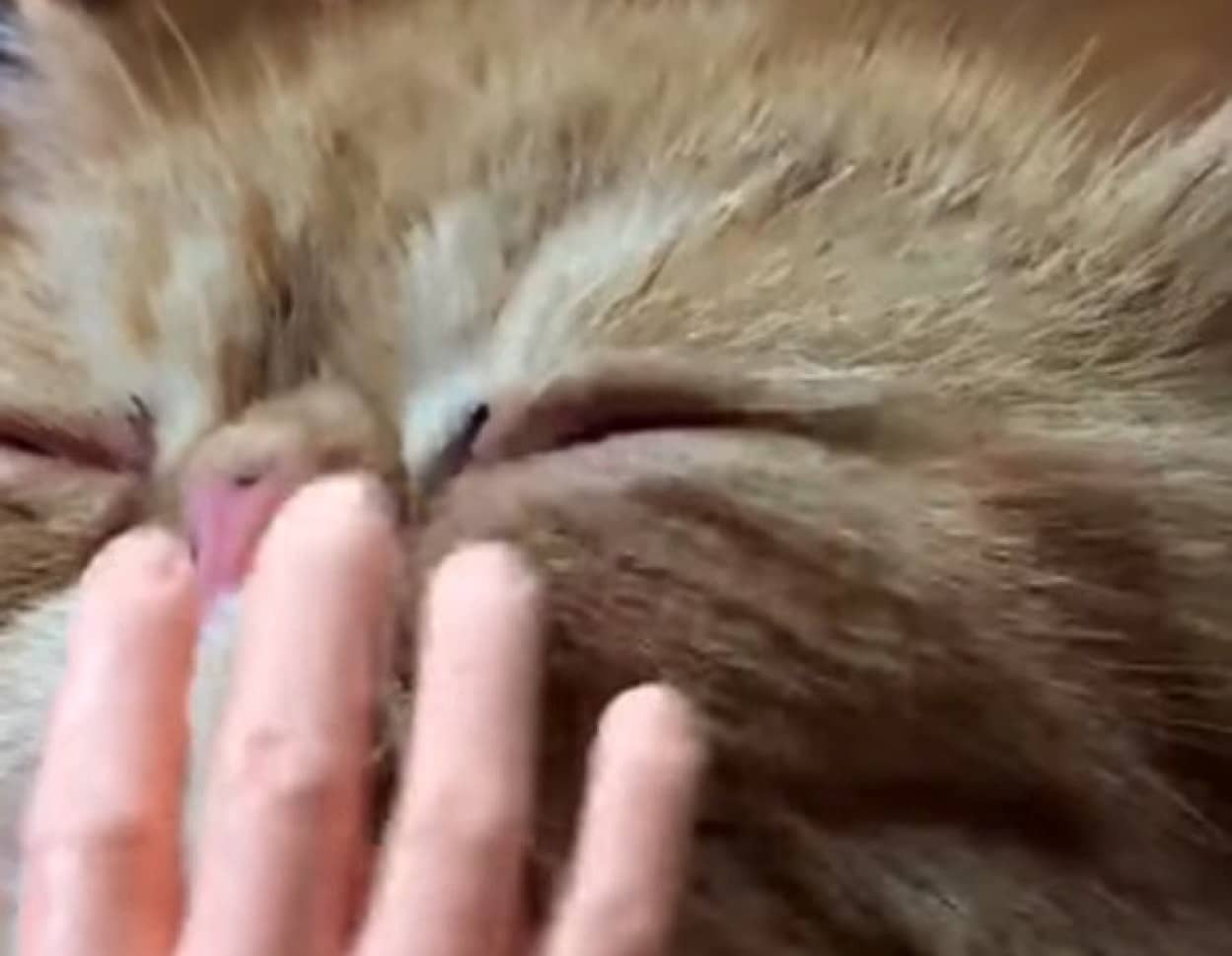 エクストラ超巨大種 猫と猫を撫でる手の比率が変 カラパイア