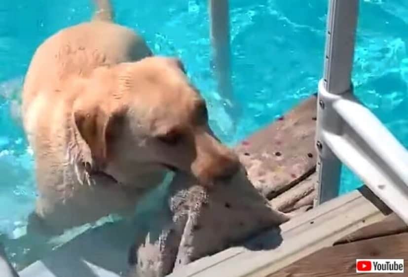 犬にとってのライナスの毛布 コレがないとダメなんだってば ブランケットをいつもくわえているわんこ カラパイア