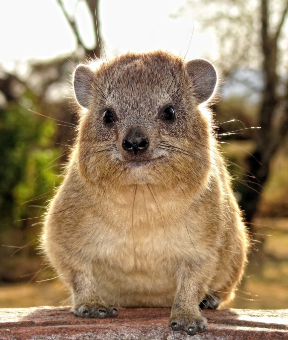 ここはネット動物園 ユニークかわいい動物たちを観察しよう カラパイア ここはネット動物園 ユニークかわいい動物たちを観察しよう カラパイア