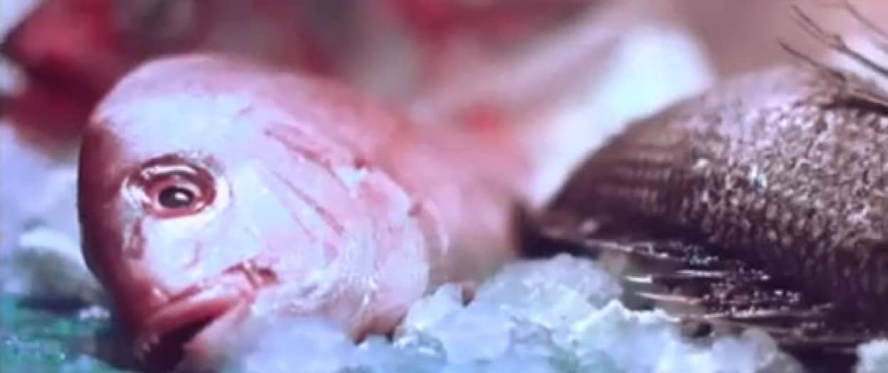 魚の目にも涙 料理されるまでの魚が自らの人生をオペラに託すシュール系ショートフィルム 人知れぬ涙 カラパイア