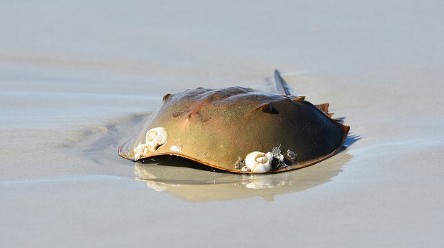 horseshoe-crab-4448072_640