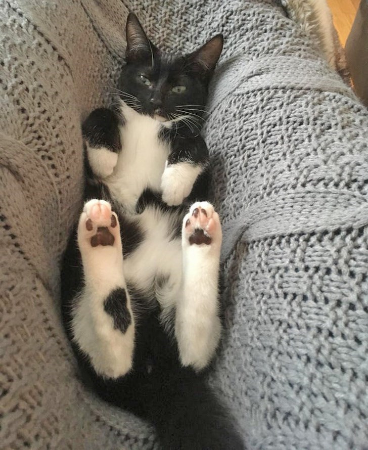 猫ファースト