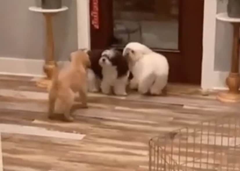 背後から忍び寄り仲間の犬を驚かせるおちゃめな犬 カラパイア