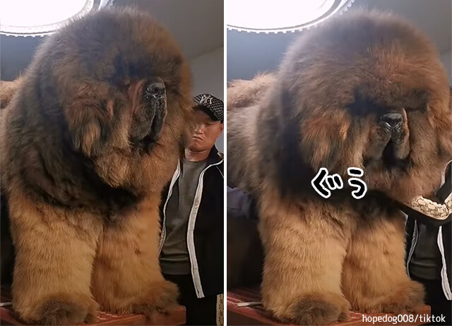 超大型犬のチベタン・マスティフは本当に大きかった