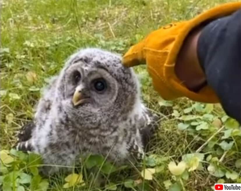 フクロウの赤ちゃんが裏庭に現れた 束の間の親睦を深めた男性 カラパイア