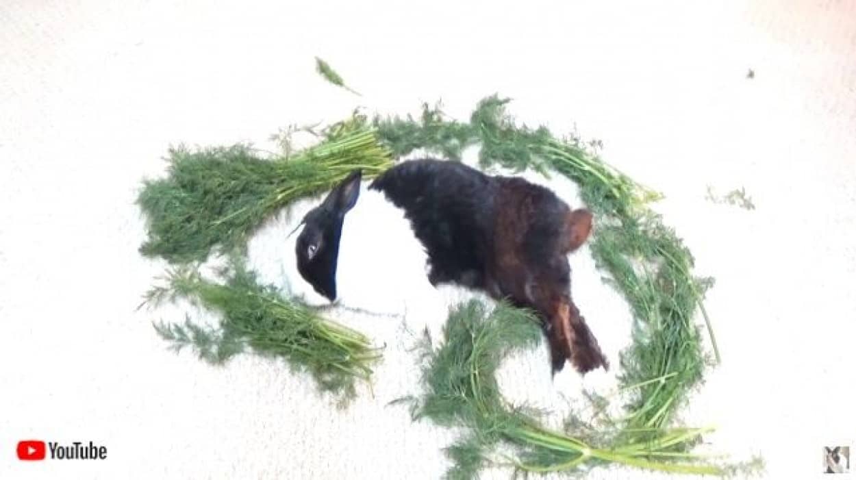 効いてる効いてる ウサギを起こすために野菜魔法陣を敷いてみた カラパイア 効いてる効いてる ウサギを起こすために野菜魔法陣を敷いてみた カラパイア