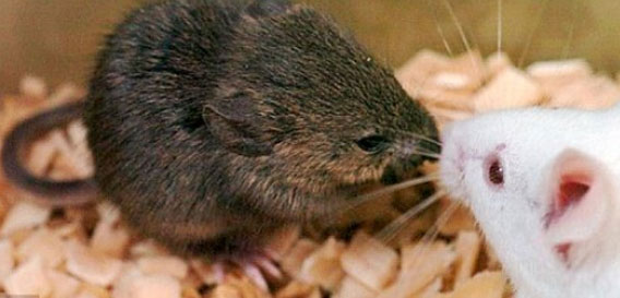 1匹のネズミから25世代 計581匹の健康なクローンネズミを作製すること