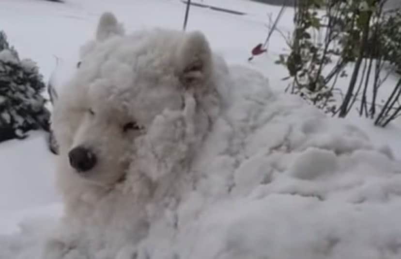 fluffydog3_e