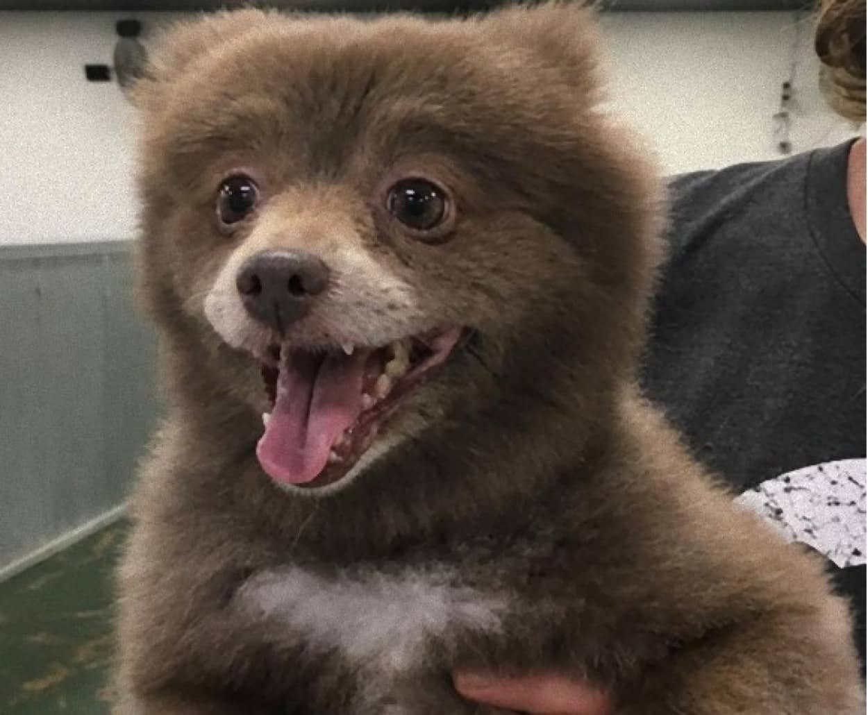 もうクマとかクマもどきにしか見えないの犬たち カラパイア もうクマとかクマもどきにしか見えないの犬たち カラパイア
