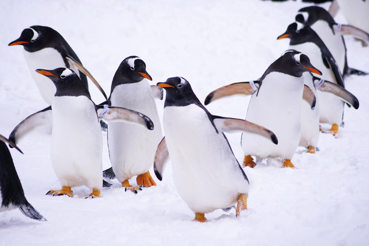 寒波到来。雪道を歩くときはペンギンになりきろう！【ライフハック】