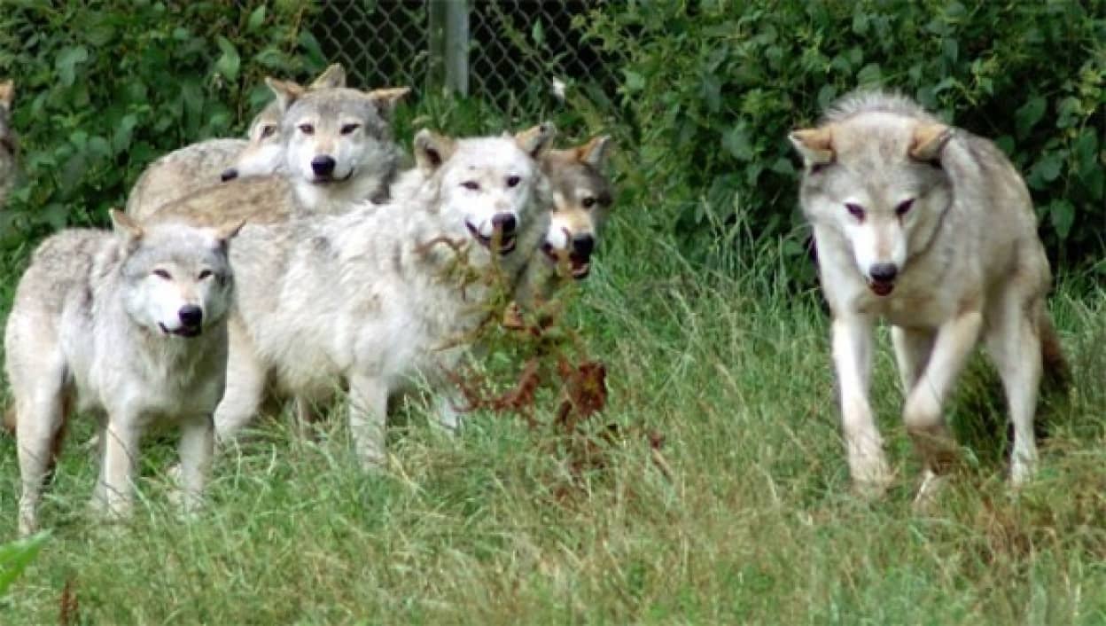 チェルノブイリ原子力発電所事故後 この地に生息する10の動物たち カラパイア チェルノブイリ原子力発電所事故後 この地に生息する10の動物たち カラパイア
