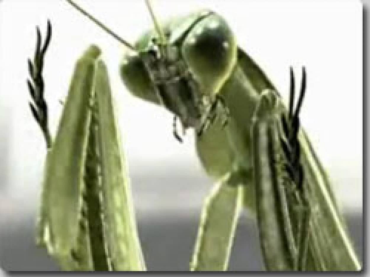 カマキリの凄さがわかるcgショーとムービー カンフーカマキリ カラパイア