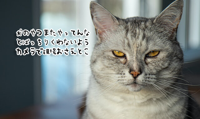 やってんな。猫が監視カメラの位置をずらし犬のいたずら現場を撮影