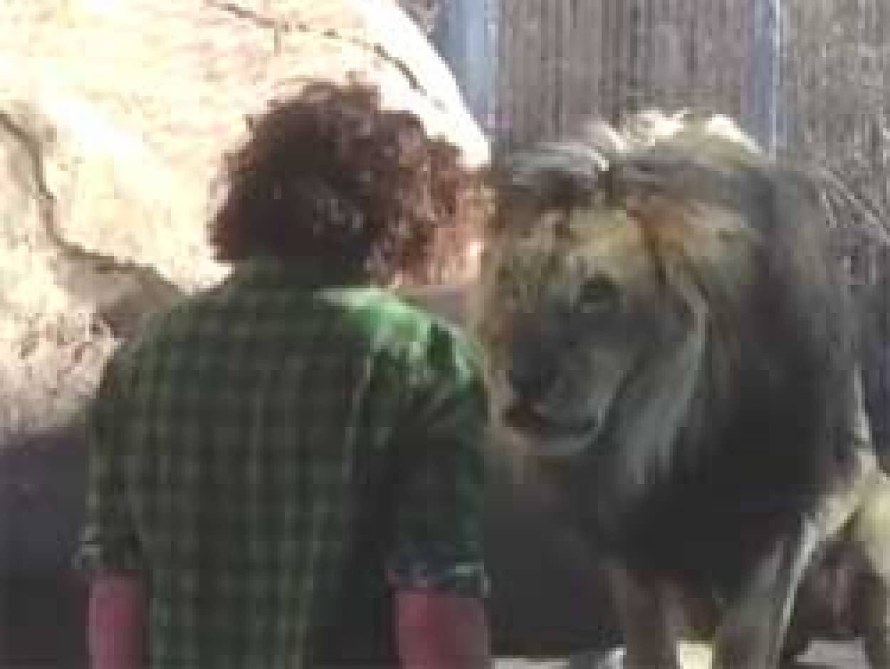 ライオンにタイマンを挑む人間 ただしガラス越し カラパイア
