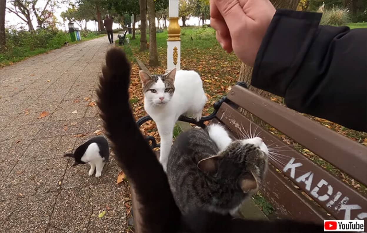 ベンチに座ると1分以内に大量の猫が寄ってくる。猫の国トルコの中の猫の島「ヘイベリ島」