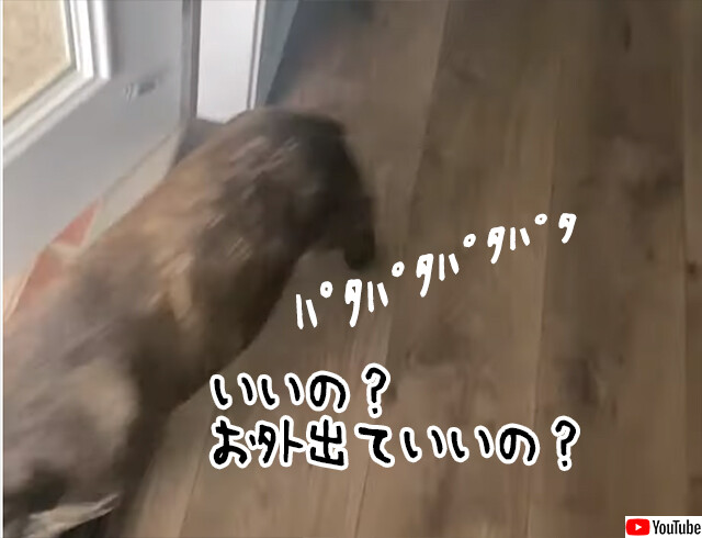 自分無理っす。最速で出ていき最速で戻ってきたフレンチブルドッグ。その理由とは？