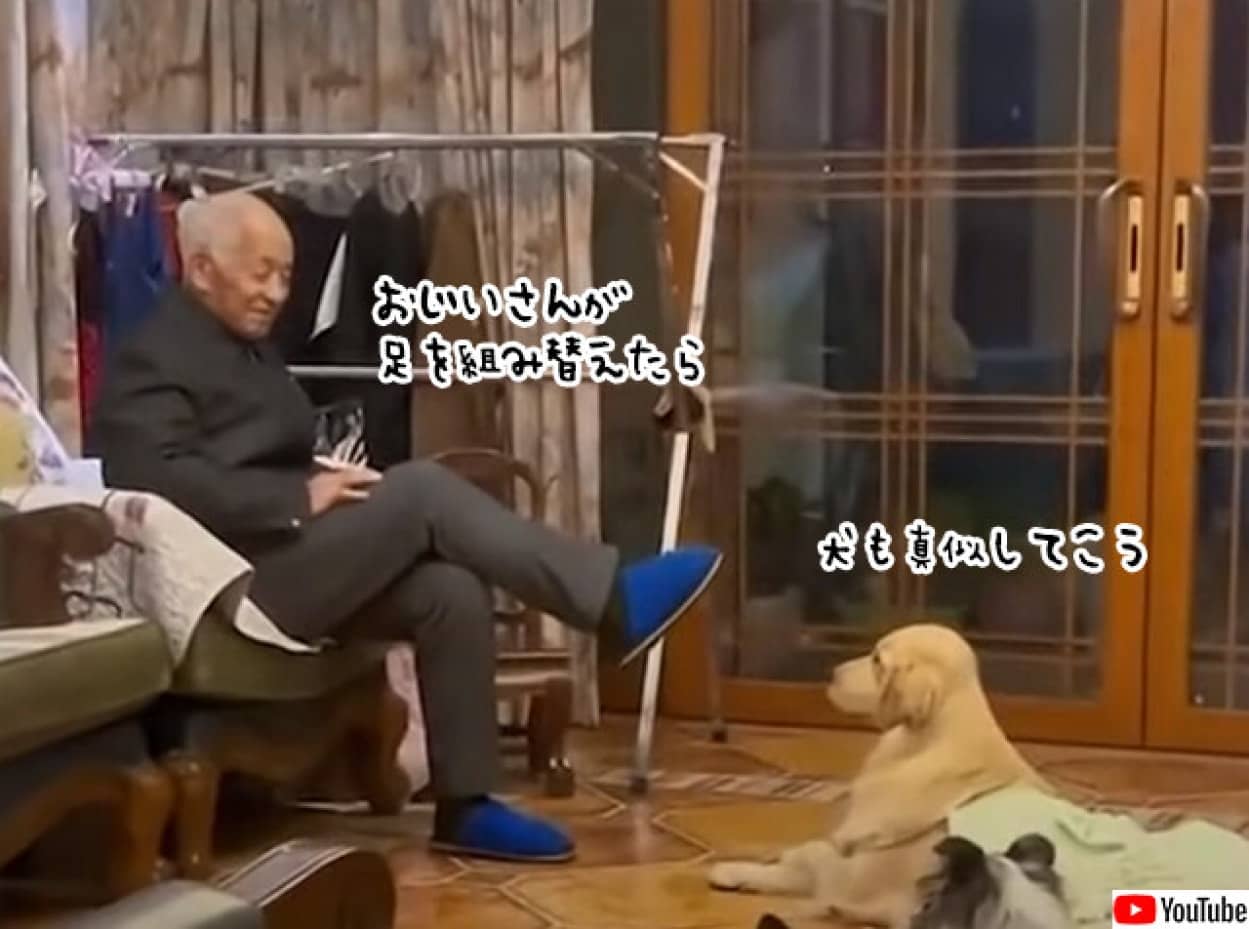 おじいさんとゴールデンレトリバーのやさしい世界