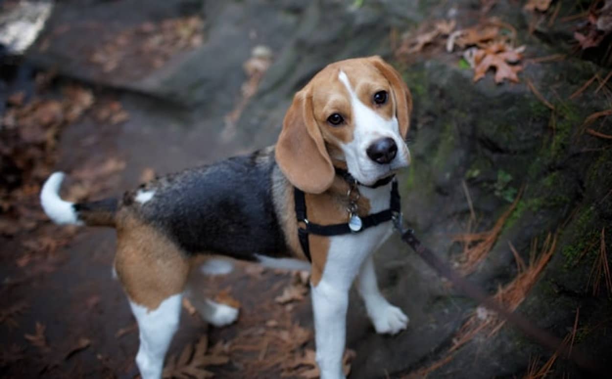 ウクライナの爆博物探知犬