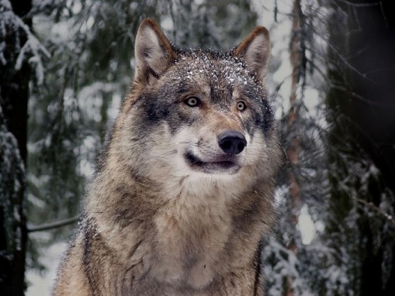 wolf_12