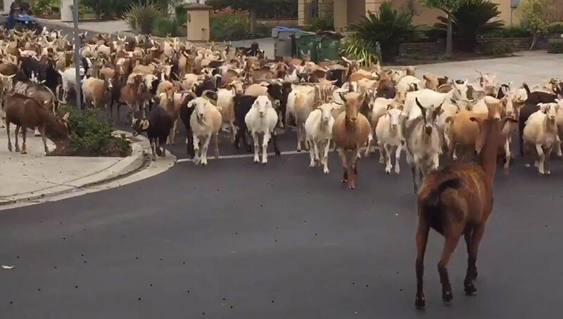 カリフォルニア州で山羊が大脱走。トルコでは羊が道路を大行進している事案