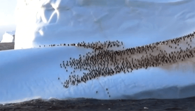 ありんこみたいだろ でもこれペンギンなんだぜ 氷山の上でくつろぐ数百羽のペンギンの群れ カラパイア ありんこみたいだろ でもこれペンギンなんだぜ 氷山の上でくつろぐ数百羽のペンギンの群れ カラパイア