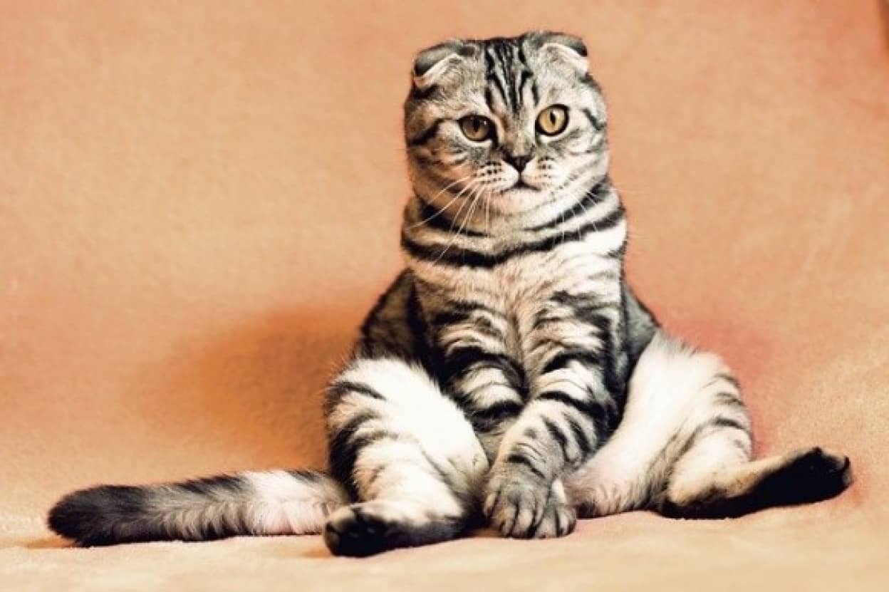 個性豊かな猫の名づけ
