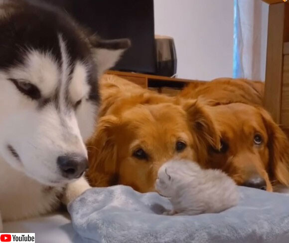 ハスキーとゴールデンと子猫