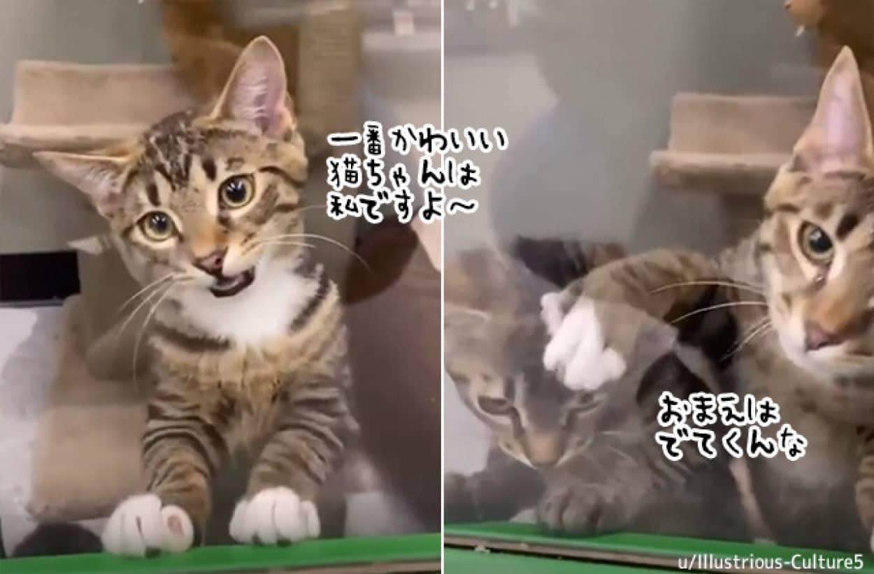 猫を飼うために見に行ったら、自己アピールが激しすぎる猫がいた